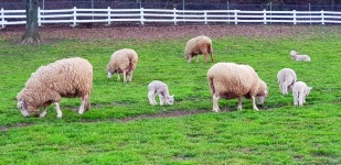 남해, 양떼 목장 < 여행 < 라이프 < 기사본문 - 소셜포커스(socialfocus) 남해, 양떼 목장 - 소셜포커스(socialfocus)