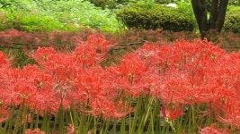 휠체어 명소탐방기 ㉘ – 불갑사 상사화 관광지 < 편의증진 < 기획특집 < 기사본문 - 소셜포커스(socialfocus) 휠체어 명소탐방기 ㉘... 