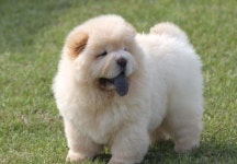 스푼 | 차우 검색 결과