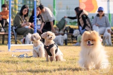 [포토]임실로 소풍 나온 반려견들…임실군, 두 번째 펫투어 운영 < 지역 < 사회 < 기사본문 - 스포탈코리아 [포토]임실로 소풍 나온 반려견들... 