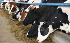 Dairy production - FarmKenya Initiative