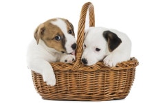 Gem kambare - FarmKenya Initiative