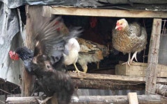 Caged bird rearing poses health risks to humans - FarmKenya Initiative