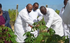 Kenya mulls GMO cassava farming - The Standard  Kenya mulls GMO cassava farming
