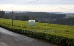 UK court orders tea giant James Finlay to withdraw Kenya case - The Standard UK court orders tea giant James Finlay to withdraw... 