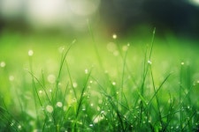 Free Photo of morning, dew, grss - StockSnap.io