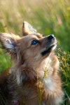 Dog Puppy Free Stock Photo - StockSnap.io
