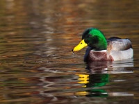 Duck Water Free Stock Photo - StockSnap.io