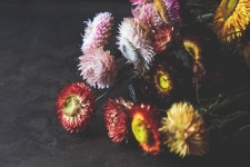 Flowers Floral Free Stock Photo - StockSnap.io