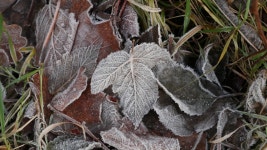 Frost Leaves Free Stock Photo - StockSnap.io
