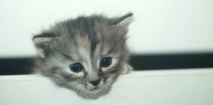 Flipboard의 Cats and Social Media