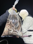 (南)남해조황 - 삼천포 야간낙지마릿수조황! 매일출조, 매일이벤트중!