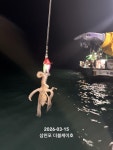 (南)남해조황 - 삼천포 야간낙지마릿수조황! 매일출조, 매일이벤트중!