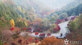 【정보】지리산 피아골 단풍축제 11월 1~2일 - 등산 갤러리