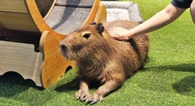 카피바라가 온수탕 들어감 - 동물,기타 갤러리