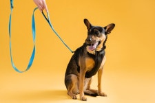 The 5 Best Dog Leashes of 2026 | Reviews by Wirecutter We Took Hundreds of Walks To Find Five Dog Leashes We Love
