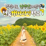 국내 해바라기 명소 추천 BEST7 (+해바라기 축제) < 국내 여행 < 기사본문 - 여행톡톡 국내 해바라기 명소 추천 BEST7 (+해바라기 축제)
