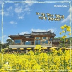 경주 해바라기 카페 바실라 (+후기) < 국내 여행 < 기사본문 - 여행톡톡 1년 중 지금 아니면 못 가! 경주 해바라기 카페 바실라 (+후기)