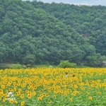 경주 해바라기 카페 바실라 (+후기) < 국내 여행 < 기사본문 - 여행톡톡 1년 중 지금 아니면 못 가! 경주 해바라기 카페 바실라 (+후기)
