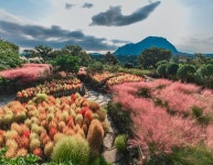 더 늦기 전에 가보자!... 국내 핑크뮬리 명소 BEST5 < 국내 여행 < 기사본문 - 여행톡톡 더 늦기 전에 가보자!... 국내 핑크뮬리 명소 BEST5