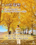 올 가을 꼭 가봐야하는 은행나무 명소 BEST7 < 국내 여행 < 기사본문 - 여행톡톡 올 가을 꼭 가봐야하는 은행나무 명소 BEST7
