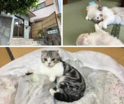나만 고양이 없어?...동물과 하룻밤 보낼 수 있는 세계 각지 이색 호텔 BEST 5 < 해외 여행 < 기사본문 - 여행톡톡 나만 고양이 없어?...동물과... 