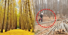 주민들 항의에 결국... 경주 핫플 도리마을 은행나무숲이 사라지는 충격적인 이유 < 이슈 < 여행뉴스 < 기사본문 - 여행톡톡 주민들 항의에 결국.... 
