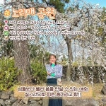 2월 제주도 가볼만한 곳 추천 BEST 8 (+유채꽃, 매화 개화시기) < 국내... 여행톡톡 2월 제주도 가볼만한 곳 추천 BEST 8 (+유채꽃, 매화 개화시기)