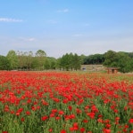 봄꽃 명소 가득한 수원 가볼만한 곳 추천 TOP 5 < 국내 여행 < 기사본문... 당일치기 여행으로 딱... 봄꽃 명소 가득한 수원 가볼만한 곳 추천 TOP 5