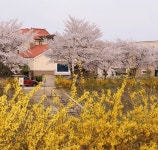 봄날의 황금빛!...봄기운 가득 품은 개나리 명소 TOP 4 < 국내 여행 < 기사본문 - 여행톡톡 봄날의 황금빛!...봄기운 가득 품은 개나리 명소 TOP 4