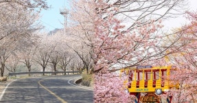 파주 벚꽃 명소 추천 총정리 BEST 7 < 국내 여행 < 기사본문 - 여행톡톡 파주 벚꽃 명소 추천 총정리 BEST 7