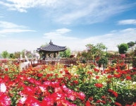 5월은 장미의 계절!... 5월 가볼만한 전국 장미꽃 명소 및 축제 추천... 여행톡톡 5월은 장미의 계절!... 5월 가볼만한 전국 장미꽃 명소 및 축제... 