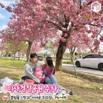 하남 미사경정공원 겹벚꽃 피크닉 위치 총정리 (+차크닉, 주차) < 국내... 여행톡톡 하남 미사경정공원 겹벚꽃 피크닉 위치 총정리 (+차크닉, 주차)