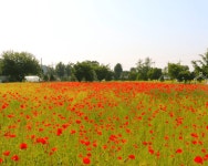 5월에만 볼 수 있는 꽃...국내 양귀비 명소 4곳 < 국내 여행 < 기사본문 - 여행톡톡 5월에만 볼 수 있는 꽃...국내 양귀비 명소 4곳