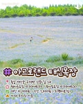 당진 아그로랜드 태신목장 수레국화 < 국내 여행 < 기사본문 - 여행톡톡 셀프웨딩의 성지... 당진 아그로랜드 태신목장 수레국화