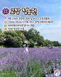 2024 고창 청농원 라벤더 시즌 오픈( +일정, 주차, 요금) < 국내 여행 < 기사본문 - 여행톡톡 2024 고창 청농원 라벤더 시즌 오픈( +일정, 주차, 요금)