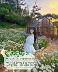 전국 샤스타데이지 명소 추천 총정리 BEST 9 < 국내 여행 < 기사본문 - 여행톡톡 전국 샤스타데이지 명소 추천 총정리 BEST 9