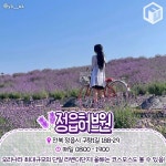 국내 라벤더 명소 추천 총정리 BEST9 < 국내 여행 < 기사본문 - 여행톡톡 국내 라벤더 명소 추천 총정리 BEST9