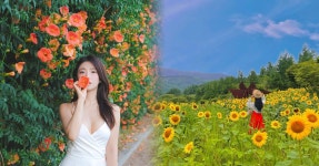 여름꽃 4대천황의 향연!!... 올 여름 가볼만한 국내 여름꽃 여행지 추천 TOP4 < 국내 여행 < 기사본문 - 여행톡톡 여름꽃 4대천황의 향연!!...... 