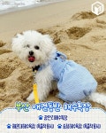 2024 강아지도 입수가능한 애견동반 해수욕장 총정리 < 국내 여행 < 기사본문 - 여행톡톡 2024 강아지도 입수가능한 애견동반 해수욕장 총정리