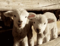 푸른 하늘 아래 드넓은 초원!...이번 여름 가보기 좋은 목장 여행지 BEST 4 추천 < 국내 여행 < 기사본문 - 여행톡톡 푸른 하늘 아래 드넓은... 