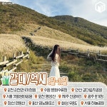 가을꽃 시기별 국내 가을 여행지 추천 총정리 (+명소) < 국내 여행 < 기사본문 - 여행톡톡 가을꽃 시기별 국내 가을 여행지 추천 총정리 (+명소)