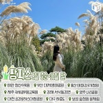 가을꽃 시기별 국내 가을 여행지 추천 총정리 (+명소) < 국내 여행 < 기사본문 - 여행톡톡 가을꽃 시기별 국내 가을 여행지 추천 총정리 (+명소)