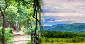 산 속 힐링의 끝판왕! 한국의 독특한 힐링 산책로 BEST 5 추천 < 국내 여행 < 기사본문 - 여행톡톡 산 속 힐링의 끝판왕! 한국의 독특한... 