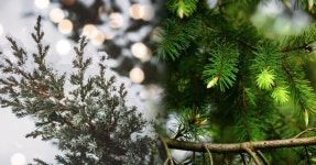 겨울에도 푸른 생명력 가득! 국내 상록수 숲 자연 보호구역 BEST 5 추천 < 국내 여행 < 기사본문 - 여행톡톡 겨울에도 푸른 생명력 가득!... 