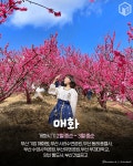 나만 알고싶은 경상도 봄꽃 여행지 가볼만한 곳 추천 < 국내 여행 < 기사본문 - 여행톡톡 나만 알고싶은 경상도 봄꽃 여행지 가볼만한 곳 추천