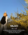 나만 알고싶은 경상도 봄꽃 여행지 가볼만한 곳 추천 < 국내 여행 < 기사본문 - 여행톡톡 나만 알고싶은 경상도 봄꽃 여행지 가볼만한 곳 추천