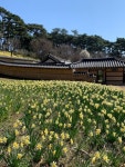 봄꽃과 함께 찍는 인생샷의 향연! 3월 SNS 인생샷 명소 BEST 4 추천... 함께 찍는 인생샷의 향연! 3월 SNS 인생샷 명소 BEST 4 추천
