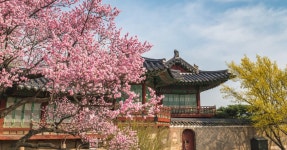 봄 나들이 가기좋은 매화 명소 추천 BEST 4 < 국내 여행 < 기사본문... 여행톡톡 벚꽃 전에 매화 온다... 봄 나들이 가기좋은 매화 명소 추천 BEST 4