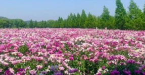 고양에서 만나는 봄의 낭만! 국제 꽃박람회와 숨은 명소 탐방 코스... 여행톡톡 고양에서 만나는 봄의 낭만! 국제 꽃박람회와 숨은 명소 탐방 코스